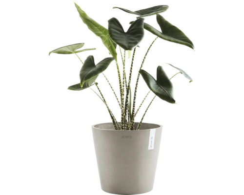 Plante d''intérieur Alocasia Zebrina dans un pot de fleurs