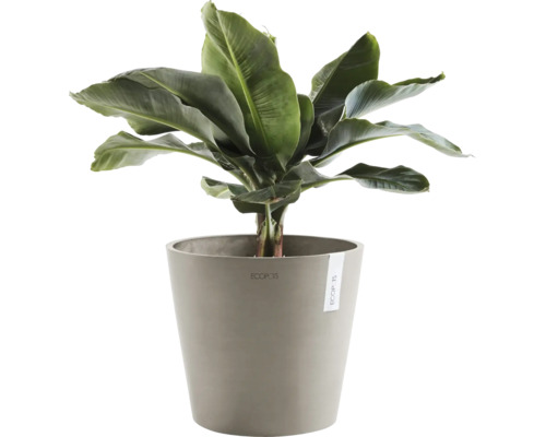 Bananier en pot comme plante d''intérieur