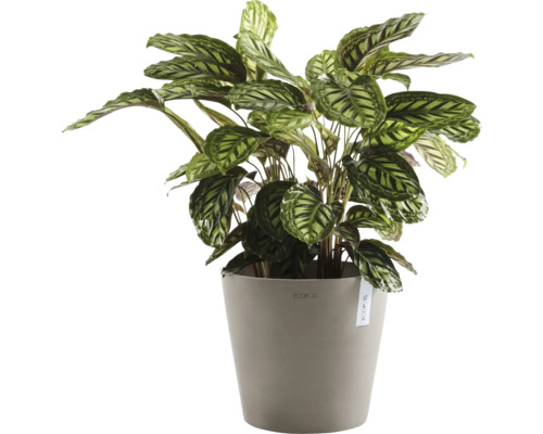 Plante priante en pot