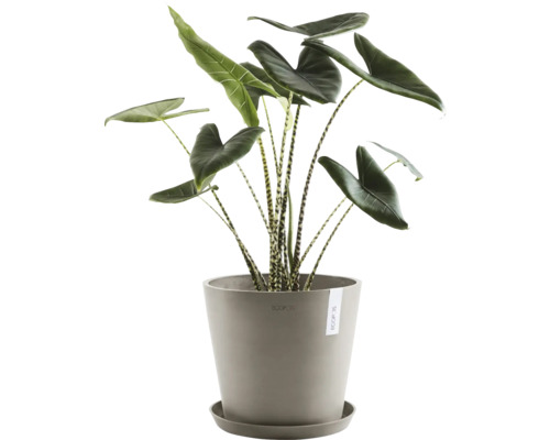 Plante d''intérieur Alocasia zebrina dans un pot