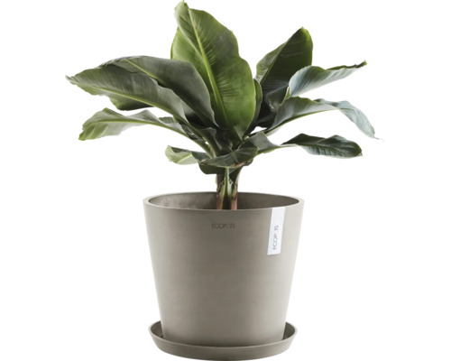 Bananier en pot pour l''intérieur