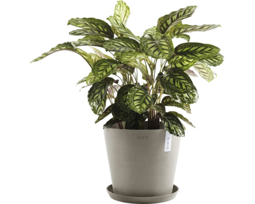 Plante d''intérieur Maranta dans un pot