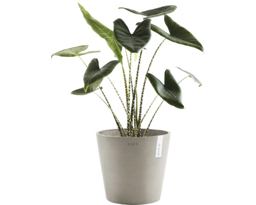 Plante d''intérieur Alocasia Zebrina dans un pot