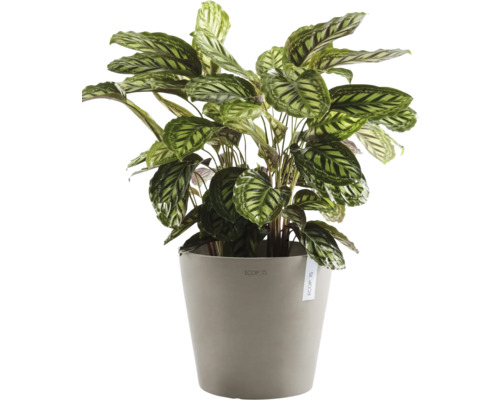 Plante d''intérieur Maranta dans un pot