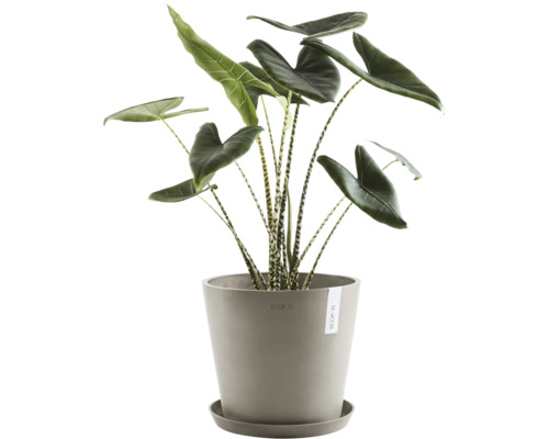 Plante d''intérieur Alocasia zebrina dans un pot de fleurs