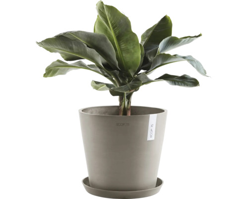 Bananier en pot avec soucoupe