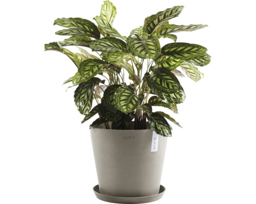 Plante priante en pot