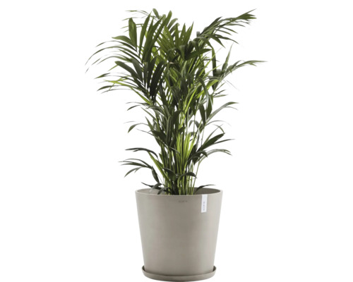 Plante d''intérieur palmier Areca dans un pot