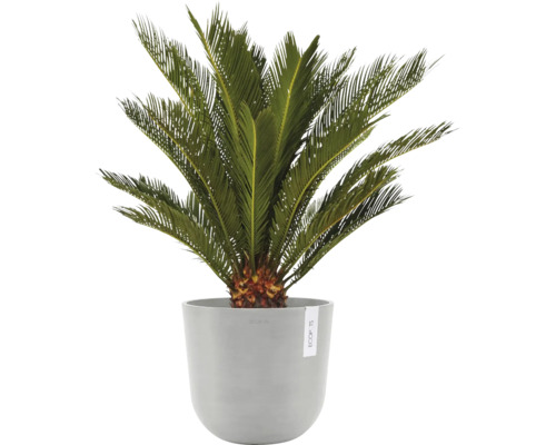 Zierpflanze Palmfarn in einem Blumentopf