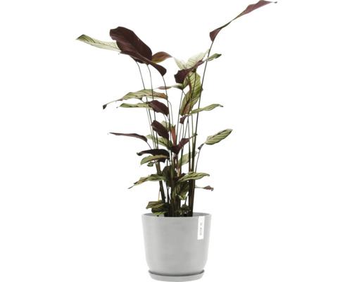 Pfeilwurz Zimmerpflanze in einem Topf