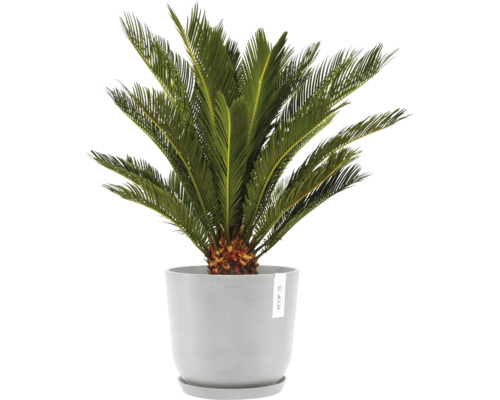 Zamiapalme im Topf für Innenräume