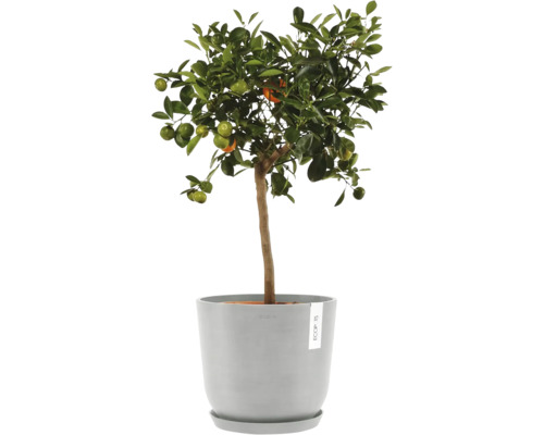 Mandarinenbaum im Topf für den Innenbereich