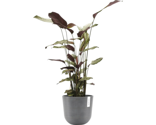 Pfeilwurz Zimmerpflanze in einem Topf