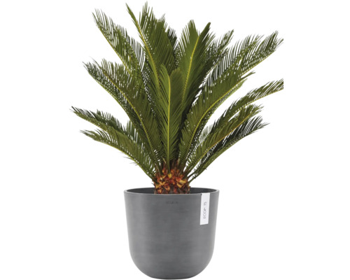 Zierpalme in einem Pflanzgefäß