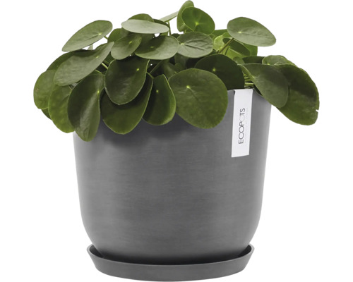 Ufopflanze im Topf mit Untersetzer