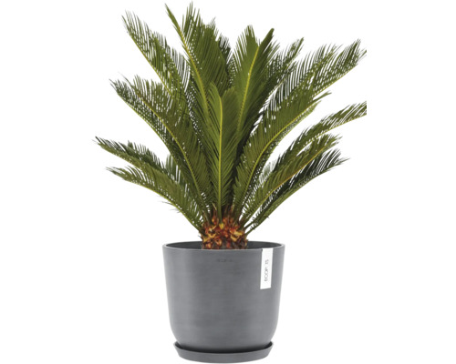 Zamiapalme im grauen Topf