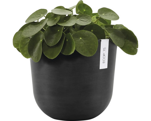 Glückstalerpflanze im schwarzen Topf