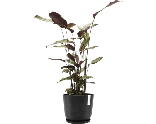 Calathea Pflanze in einem Topf