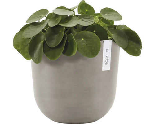 Ufopflanze im Übertopf