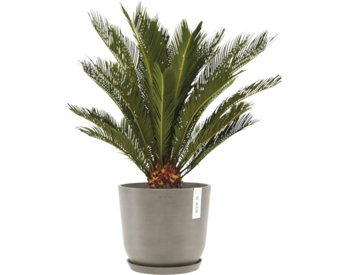 Sagopalmfarn in einem Topf
