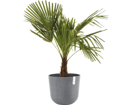Zwergpalme im Topf