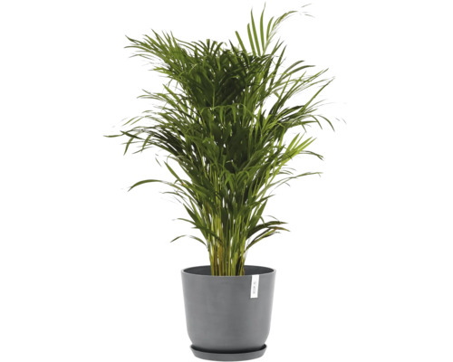 Areca Palme in einem grauen Topf