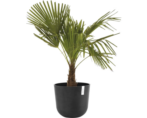 Hanfpalme in Pflanzgefäß