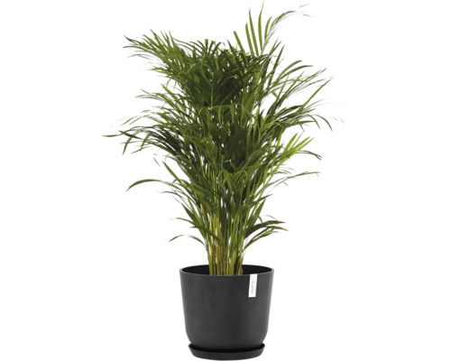 Arekapalme im Topf für den Innenbereich