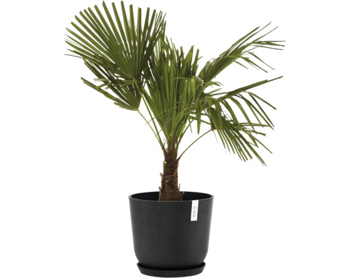 Hanfpalme in einem Pflanzgefäß