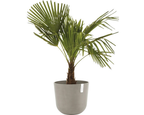 Palmier chanvre en pot