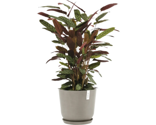 Plante avec des feuilles rayées dans un pot