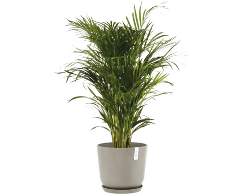 Palmier d''Arec dans un pot