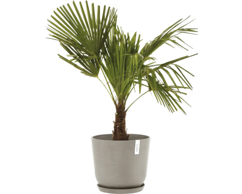 Palmier chanvre en pot