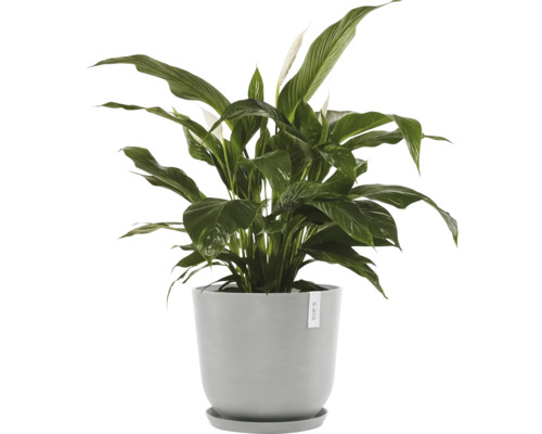 Einblatt Pflanze in einem Topf