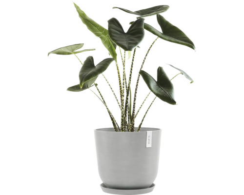 Zimmerpflanze Alocasia im Topf