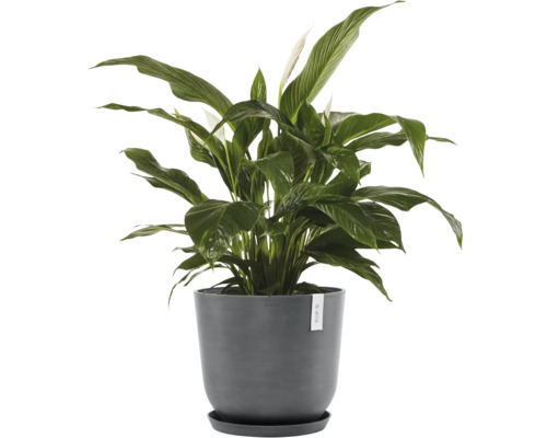 Einblatt Pflanze im Topf