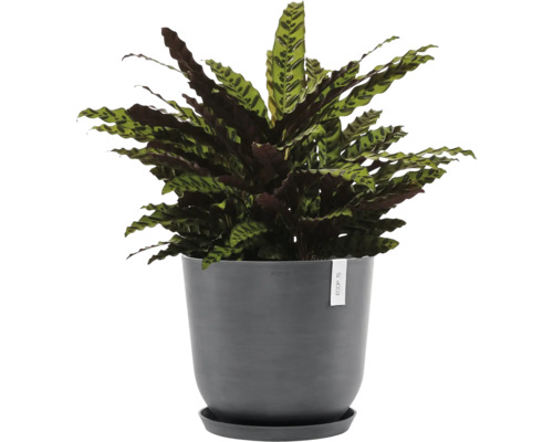 Gebetspflanze im Topf