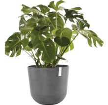 Monstera plante d''intérieur en pot