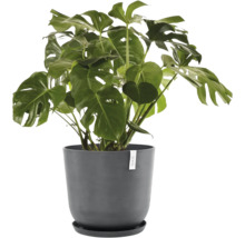 Monstera plante d''intérieur en pot