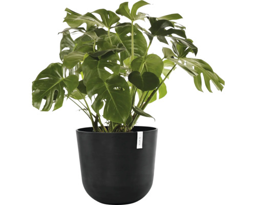 Monstera Zimmerpflanze in einem schwarzen Topf