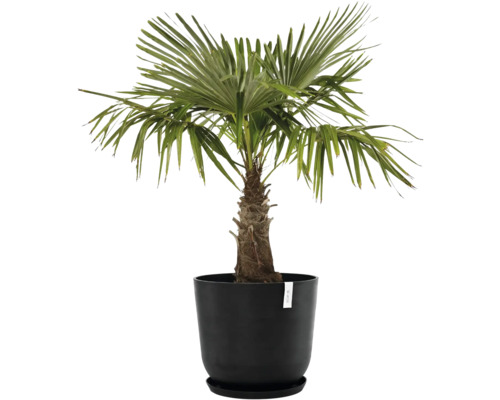 Hanfpalme in einem schwarzen Topf