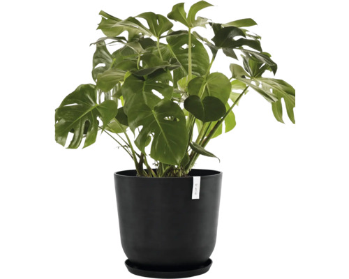 Monstera Zimmerpflanze in einem Topf