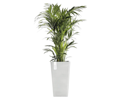 Areca-Palme im Topf