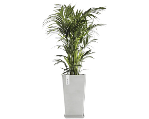 Areca Palme in einem Topf