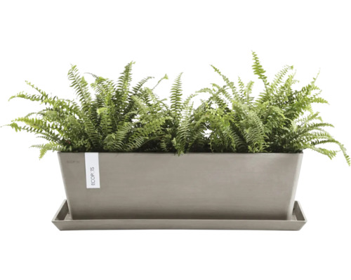 Rechteckiger Pflanzkasten mit Farn und Untersetzer