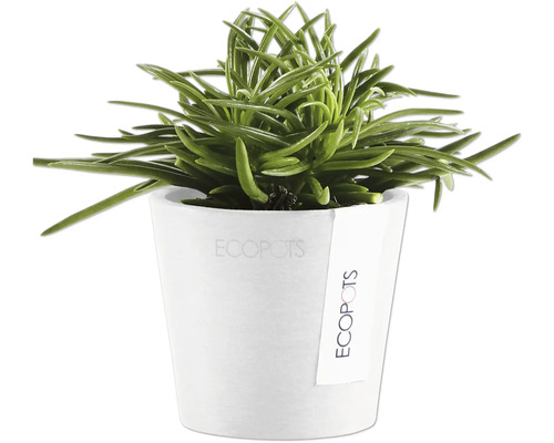 Senecio barbertonicus im Topf