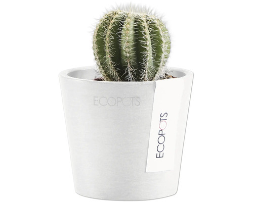 Kaktus in weißem Topf