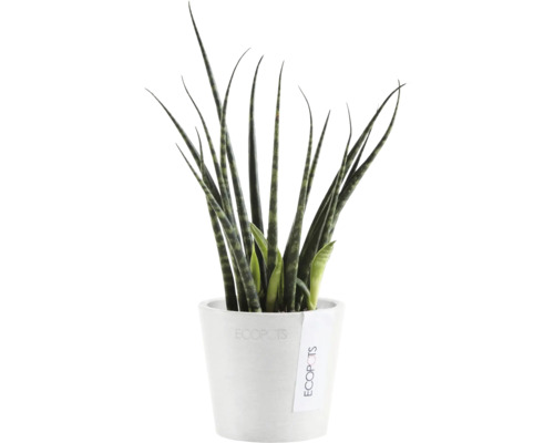 Sansevieria Pflanze im Topf
