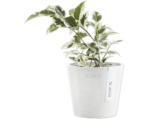 Benjamini Zimmerpflanze im Topf