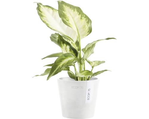 Dieffenbachie Pflanze in einem Topf